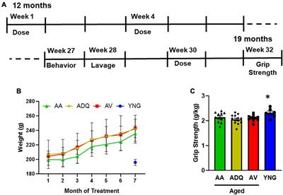 Failure of senolytic treatment to prevent cognitive decline in a female rodent model of aging